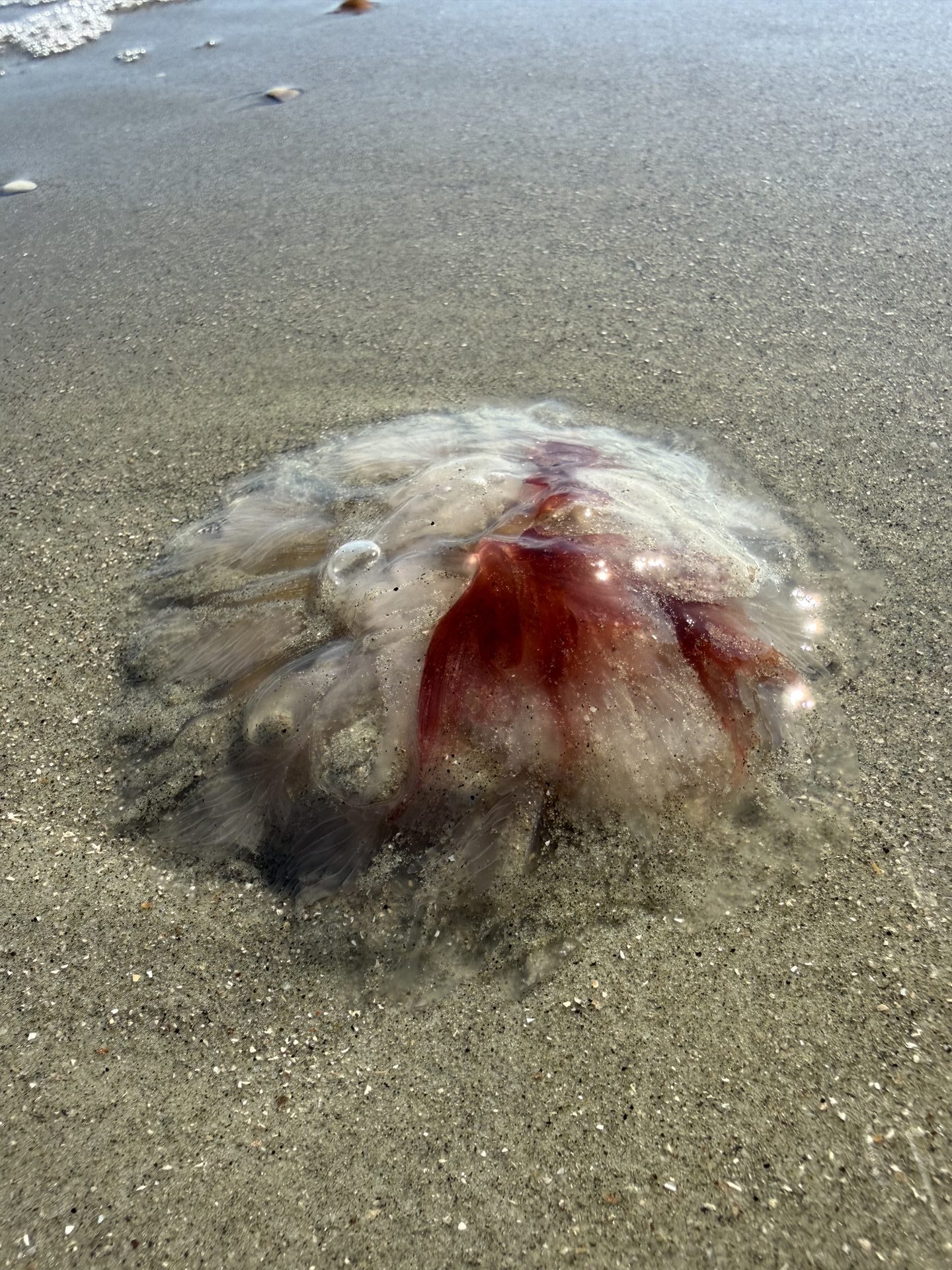 Close-up macro of a jellyfish washed up in the wet sand at Folly Beach, South Carolina