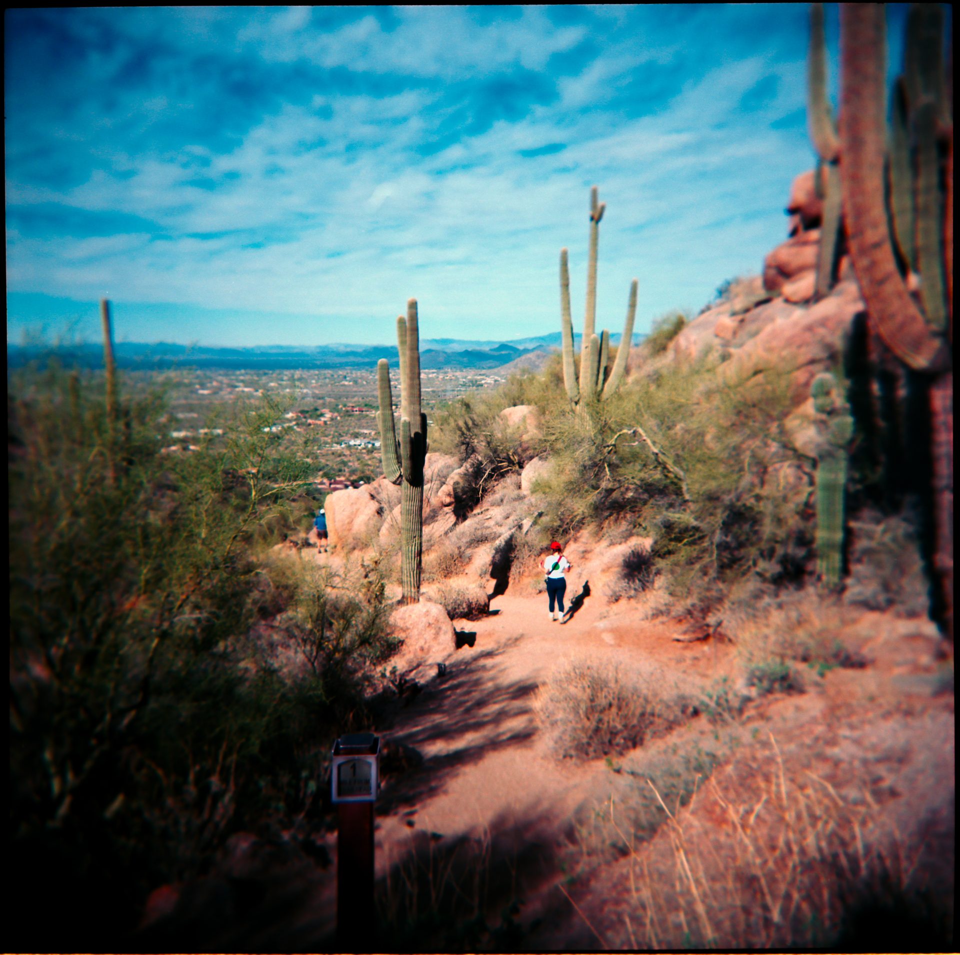 Desert trail from above with saguaro cactus — shot on Holga, Kodak Ektar 100, Arizona