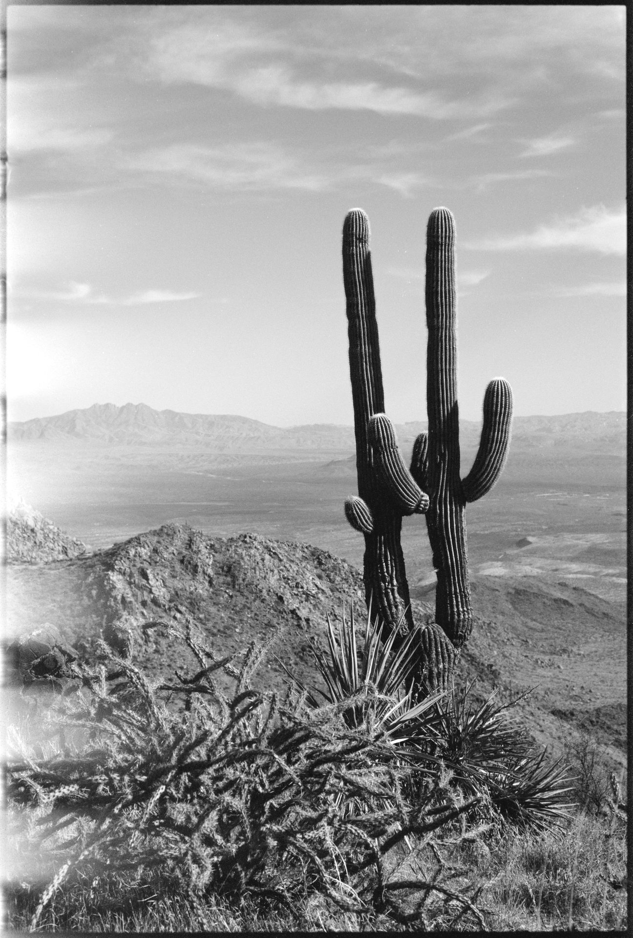 Saguaro cactus silhouetted against a mountainous Arizona desert panorama — B&W 35mm film