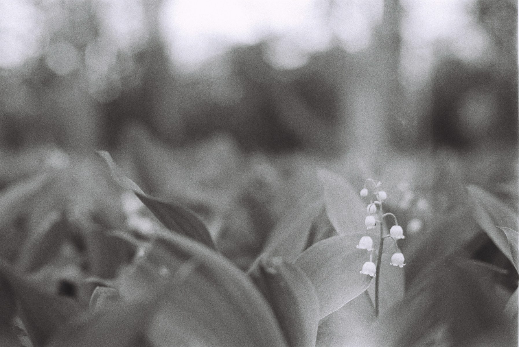 Lily of the valley in morning light with film bokeh — B&W 35mm film