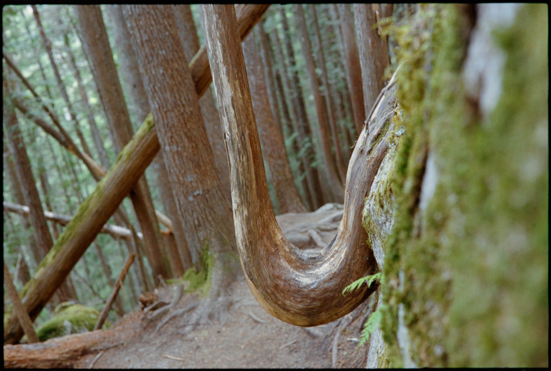 A sharply curved and bent tree in BC old-growth forest — Kodak Portra 400