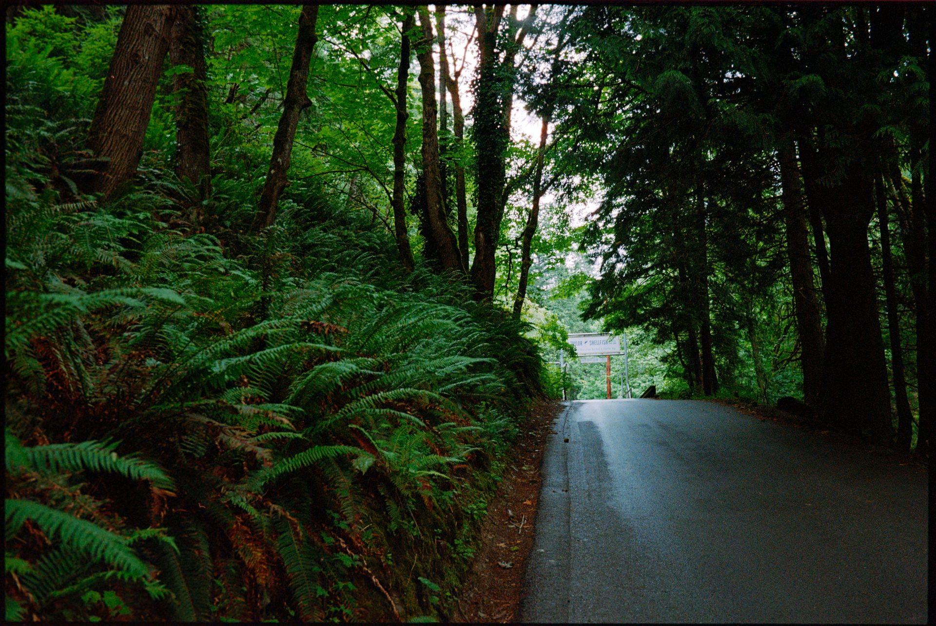 Fern-lined road through old-growth forest, light at the end — Kodak Portra 800