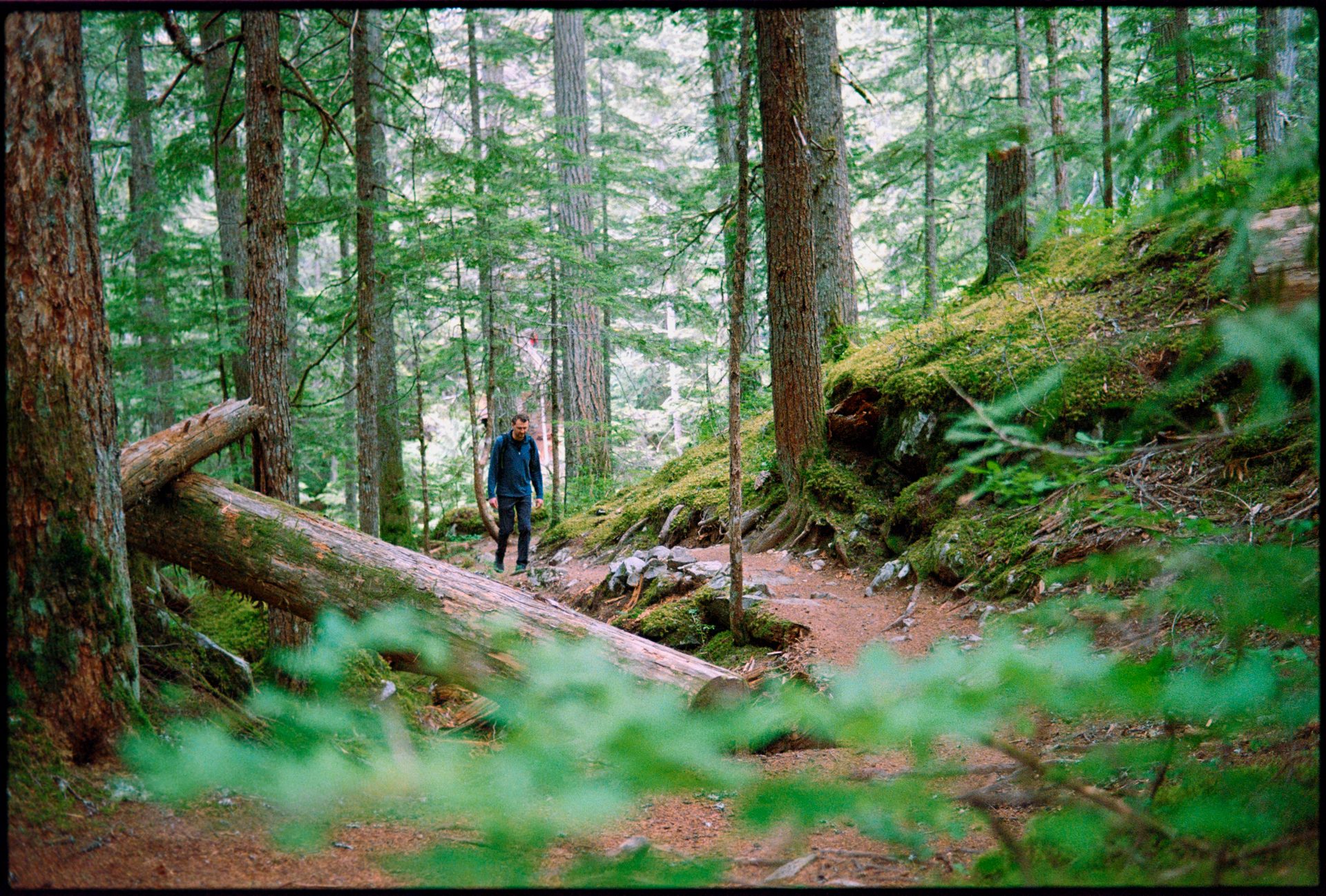 Hiker on a mossy old-growth trail, ferns and nurse logs, Whistler — Kodak Portra 800