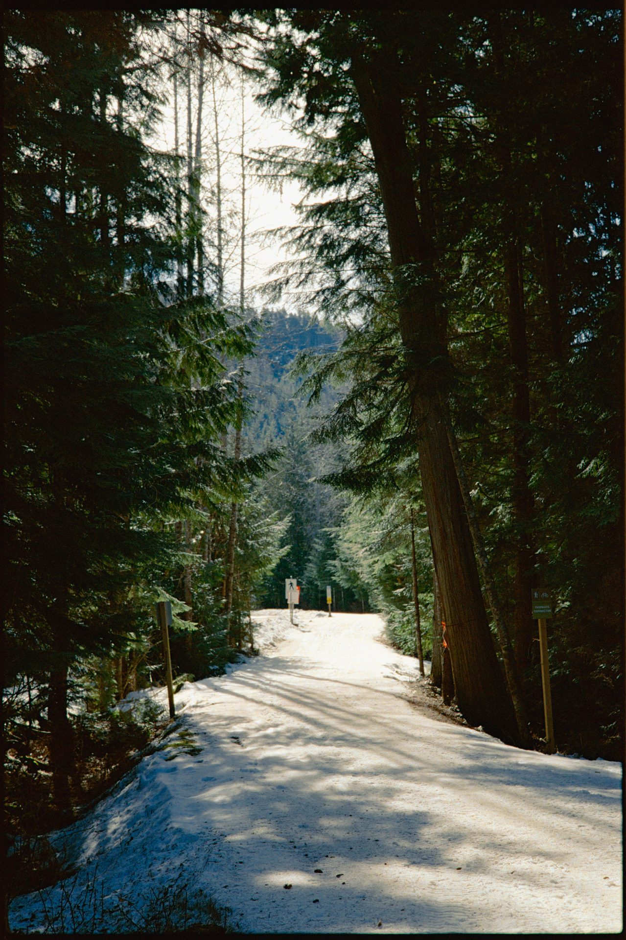 Snow-covered forest path with a lone figure in the distance, Whistler — Fuji 400