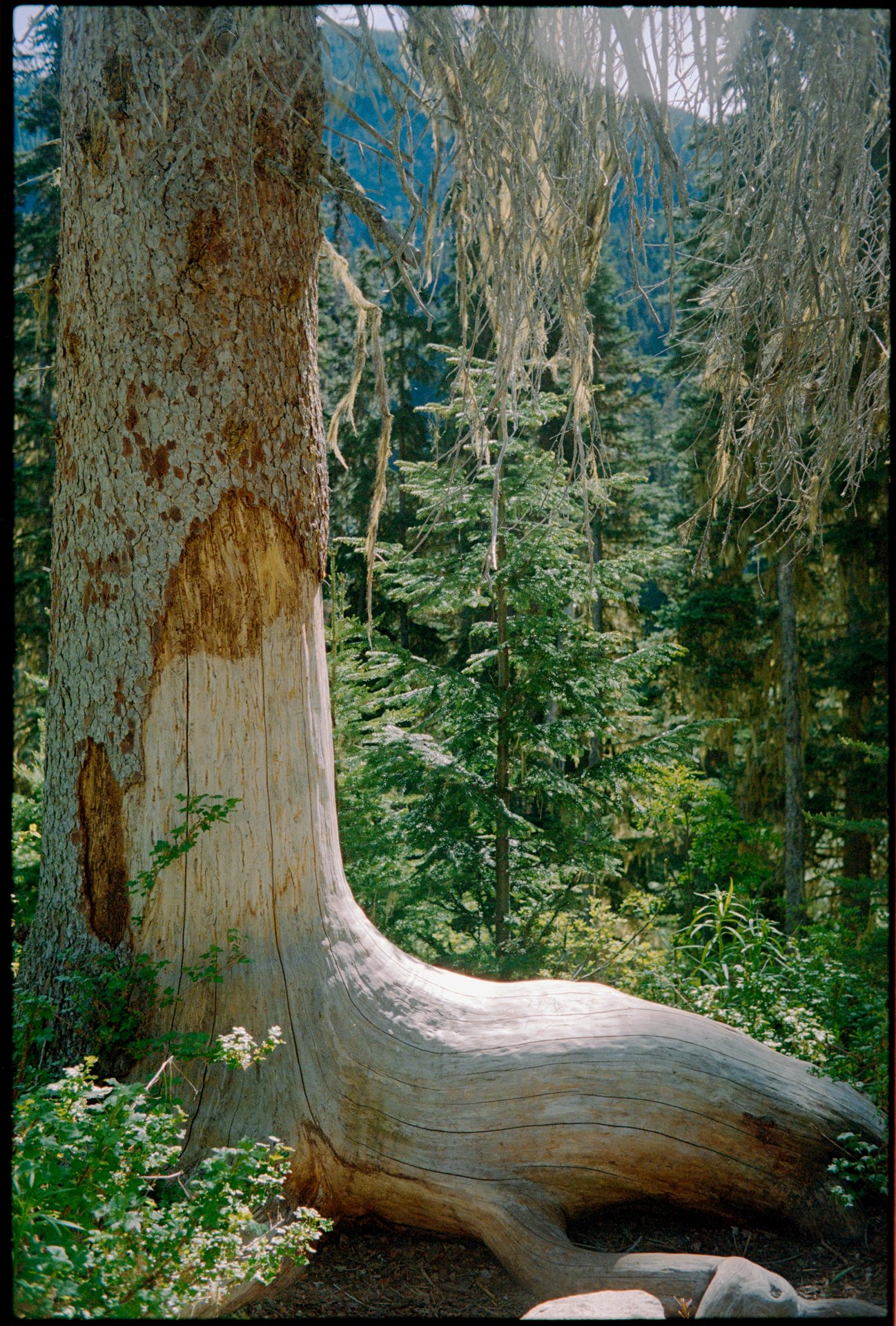 Twisted fallen tree root in old-growth forest, Whistler BC — Kodak Portra 800