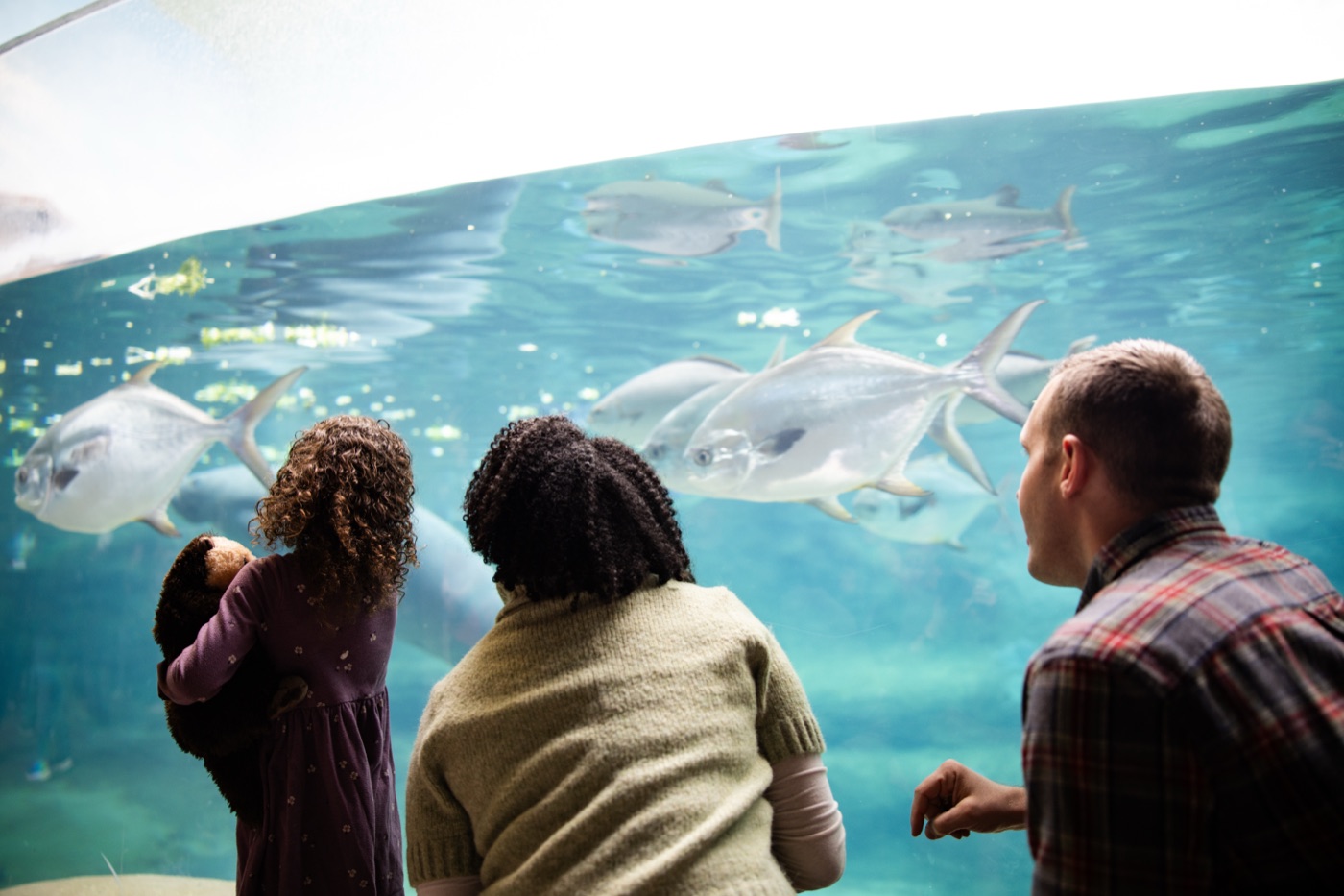 Family watching the large fish tank at the Columbus Zoo aquarium