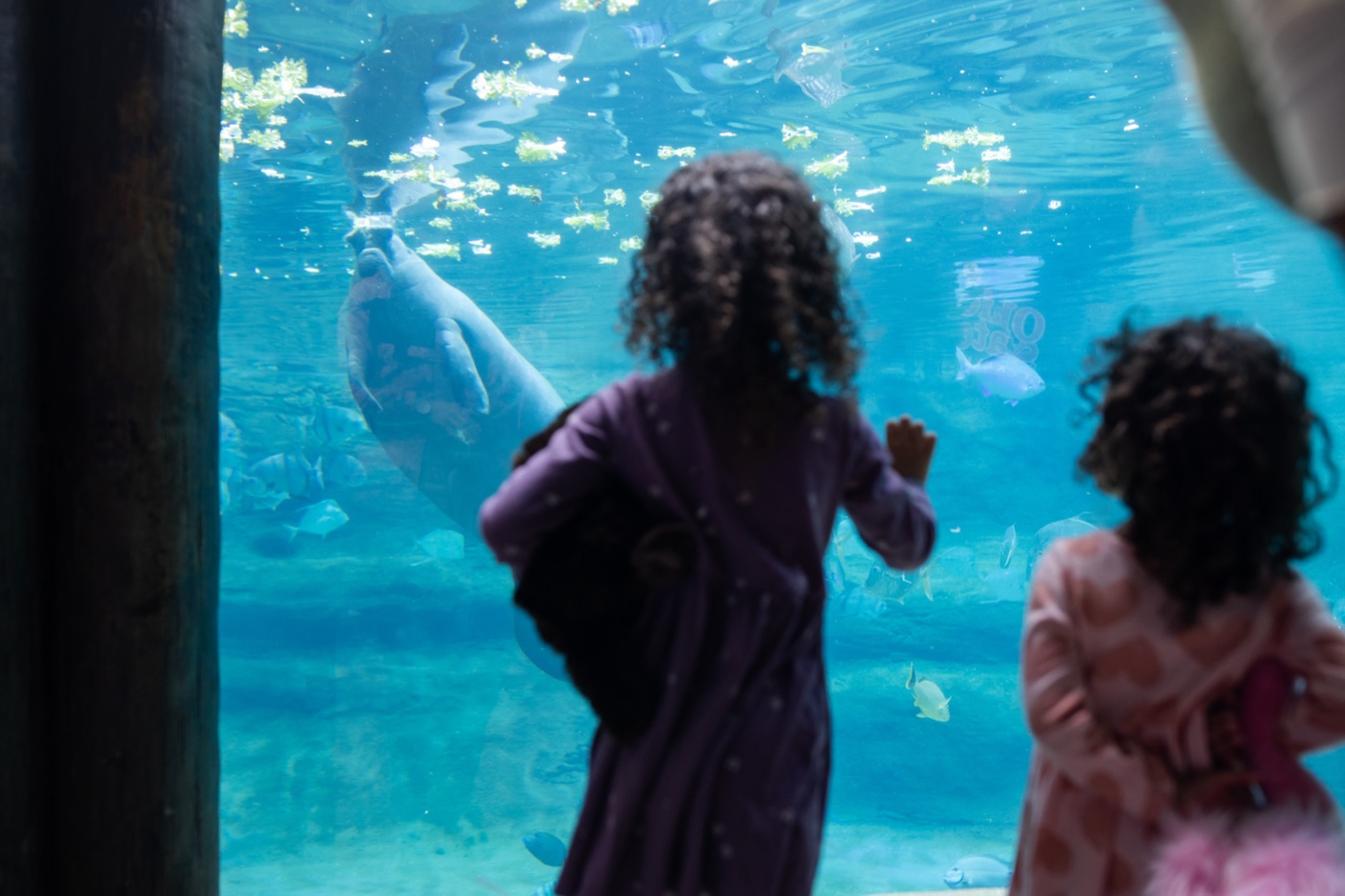 Two young girls at the aquarium glass watching rays swim by